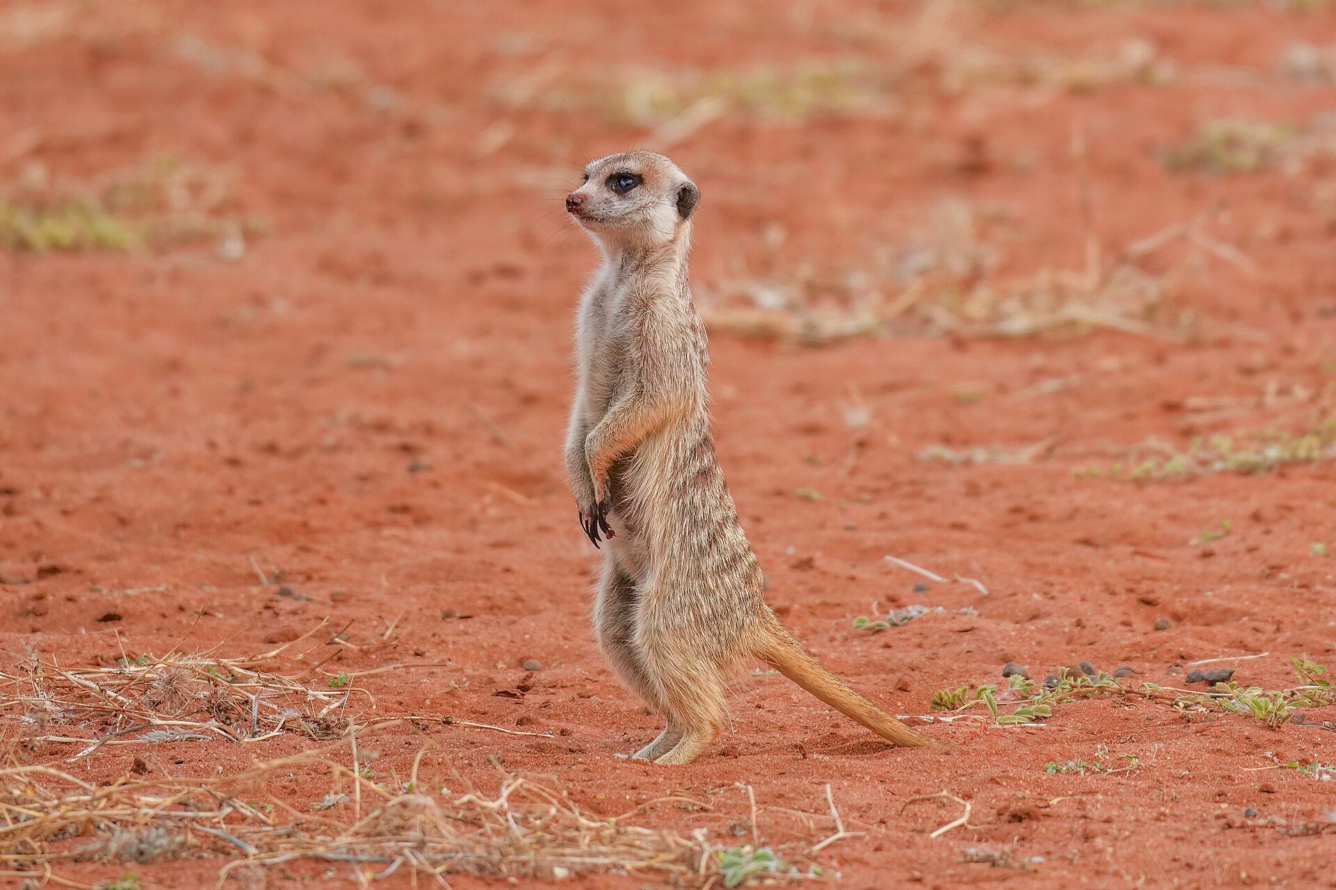 Ein Erdmännchen hält Wache auf rotem Kalahari-Sand
